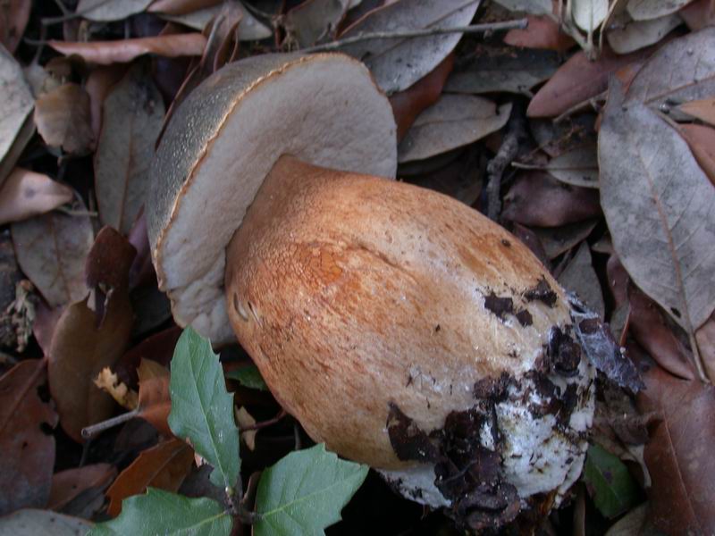 Escursione autunnale in Corsica